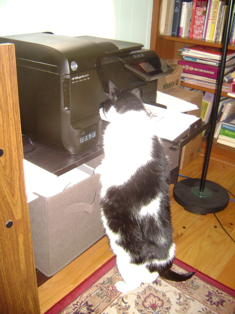 Daisy and the printer2