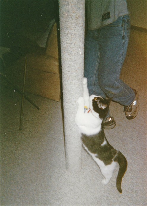 Daisy climbing pole in basement Oct 2001