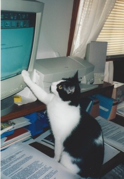 Daisy computer cat May 2001