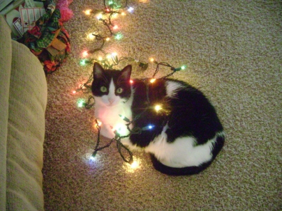Daisy helping with the lights