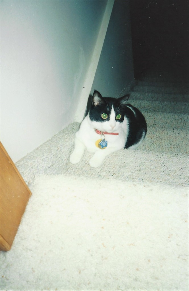 Daisy on stairs 2001